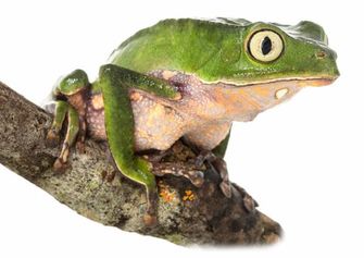 Phyllomedusa bicolor, the giant monkey tree frog